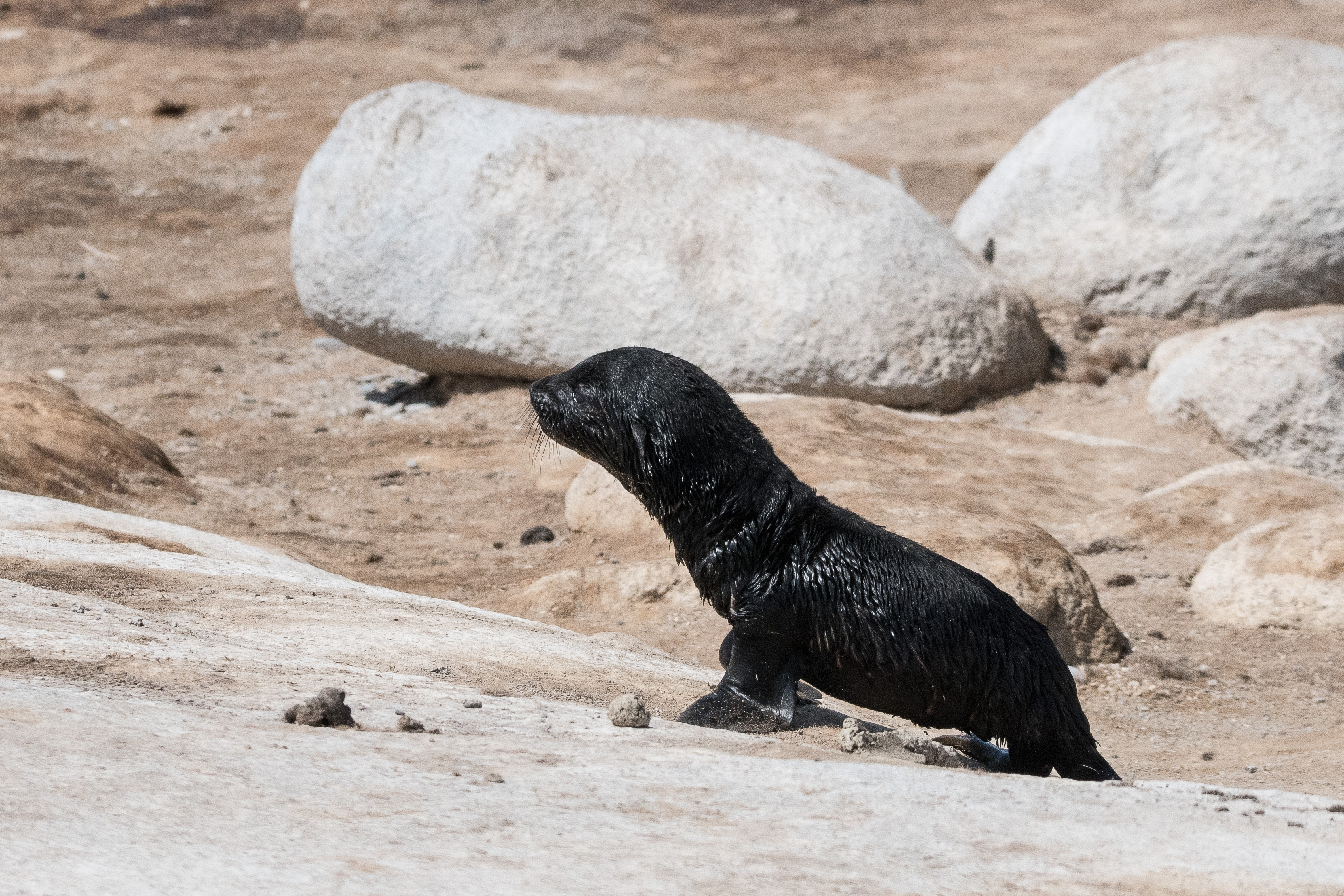 Otarie à fourrure du sud (South African Fur Seal, Arctocephalus pusillus), juvénile égaré, Möve bay, Parc National de la côte des squelettes, Namibie.
